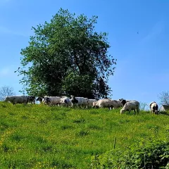Nos Vaches Retrouvent la Liberté des Pâturages : Le Retour à la Nature en Avril