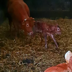 Naissance en Direct : Emerveillez vous devant la Beauté de la Vie chez nos Limousines