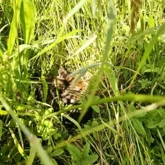 La ferme de Lustin : Une initiative écologique en collaboration avec sauvons bambi