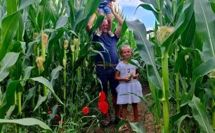 Maïs Ensilé : Une Récolte Essentielle pour Nourrir Notre Troupeau Tout l'Hiver
