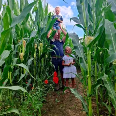 Maïs Ensilé : Une Récolte Essentielle pour Nourrir Notre Troupeau Tout l'Hiver